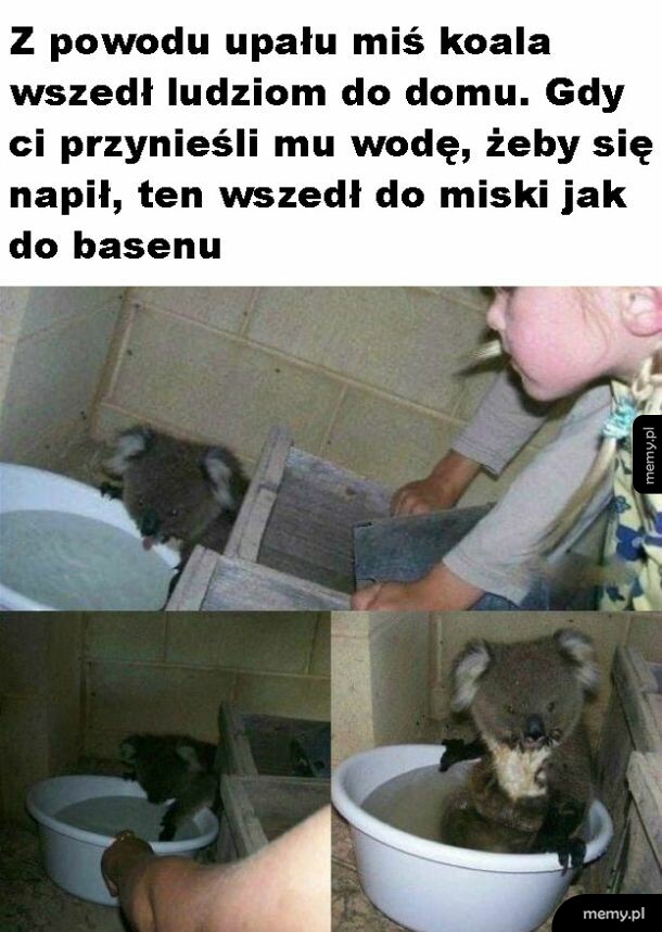 Koala