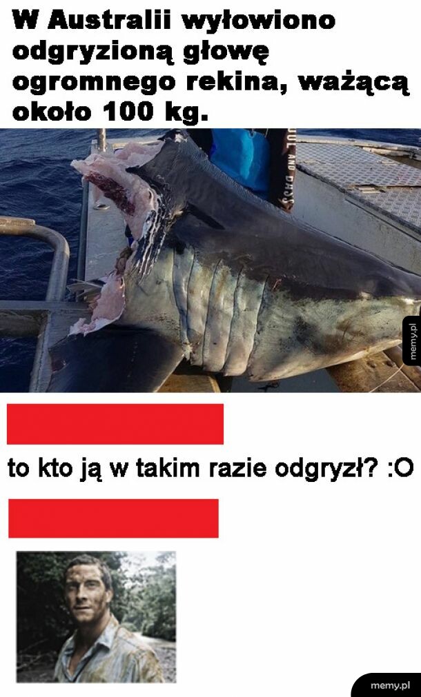 Głowa rekina