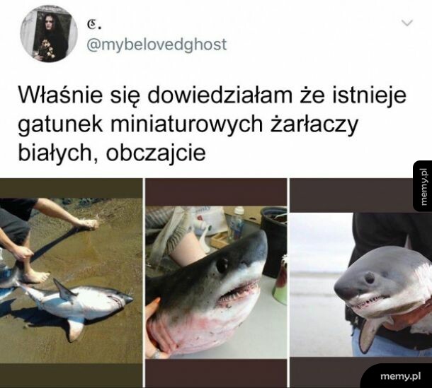 Słodziak