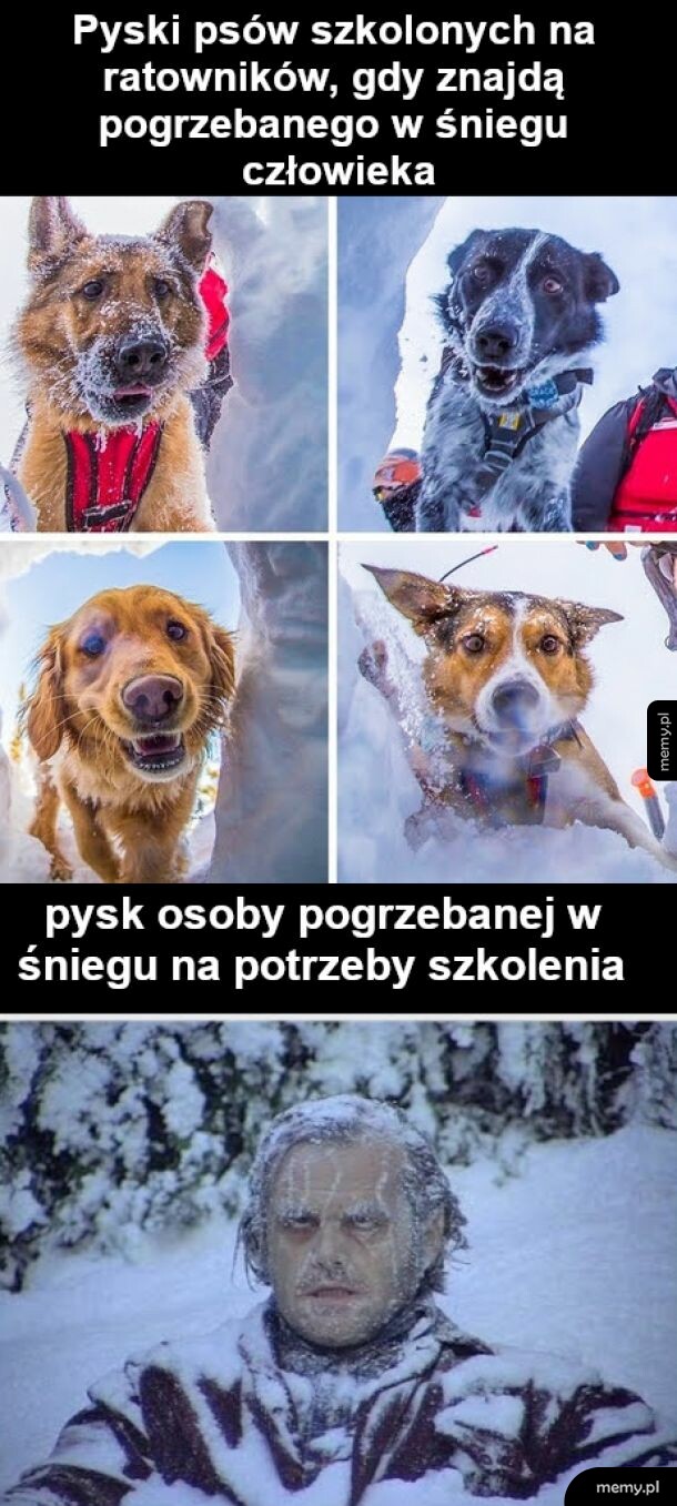 No cieszę się, że zdałeś piesku