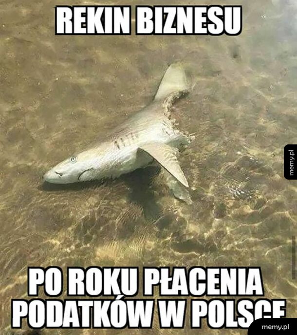 Rekin