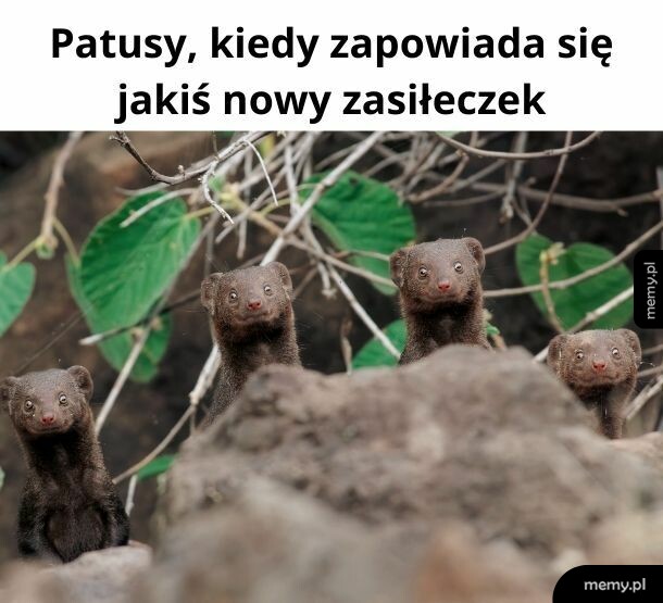 To tzw. dejówki