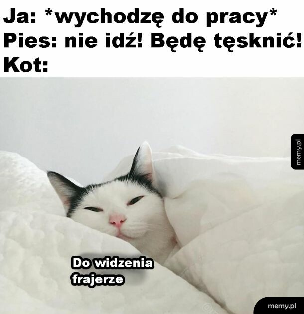 Kochany kotek