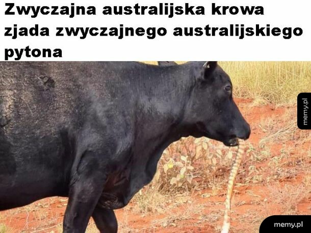Nic takiego