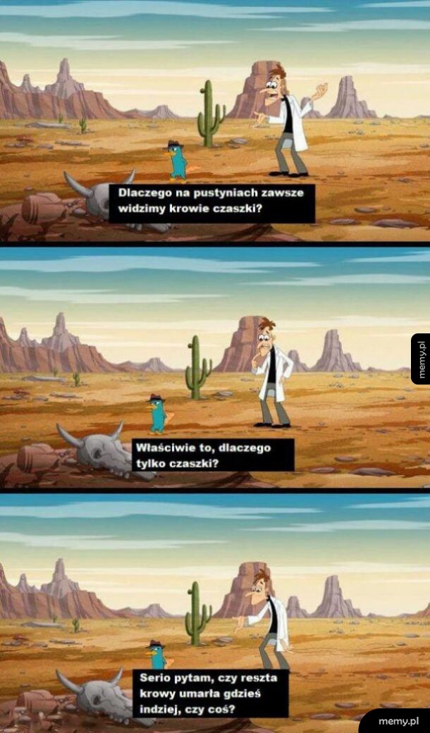 Krowie czaszki