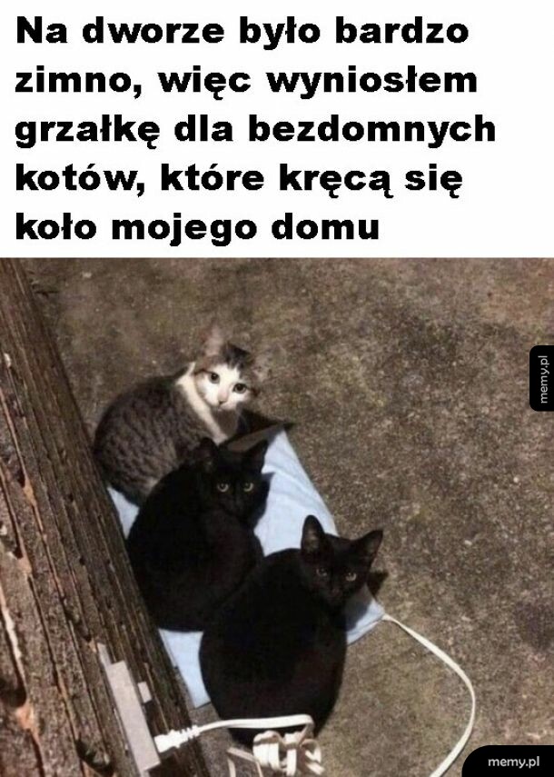 Kitki zadowolone