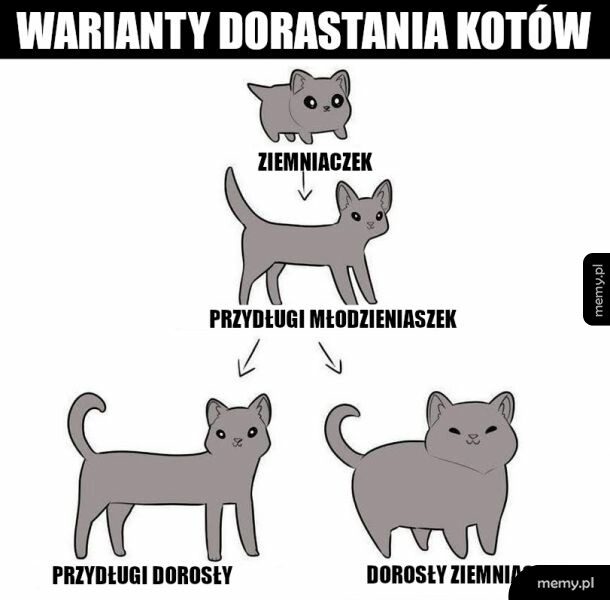Moje koty tak mają