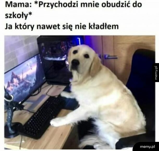 Halo pobudka