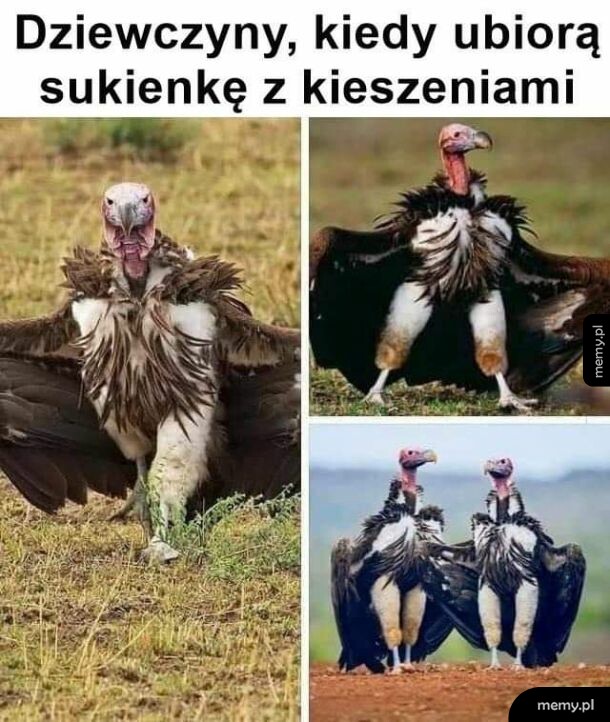 Dziewczyny