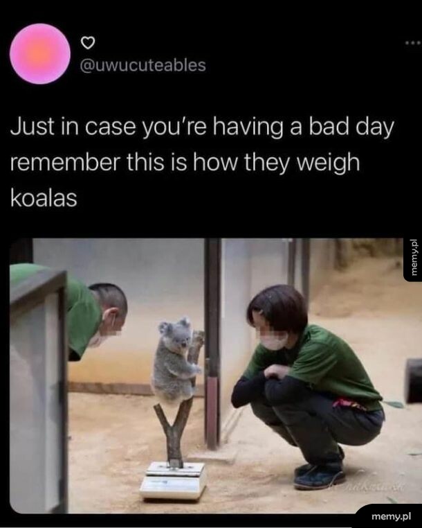Jak zważyć koalę
