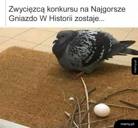 Zwycięzca