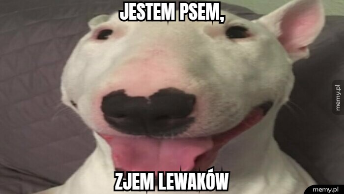Jestem psem, zjem lewaków
