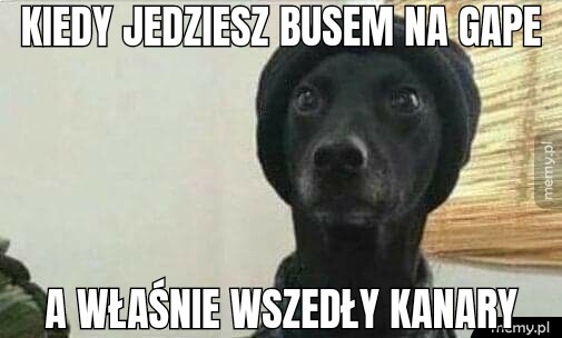 Kiedy jedziesz busem na gape