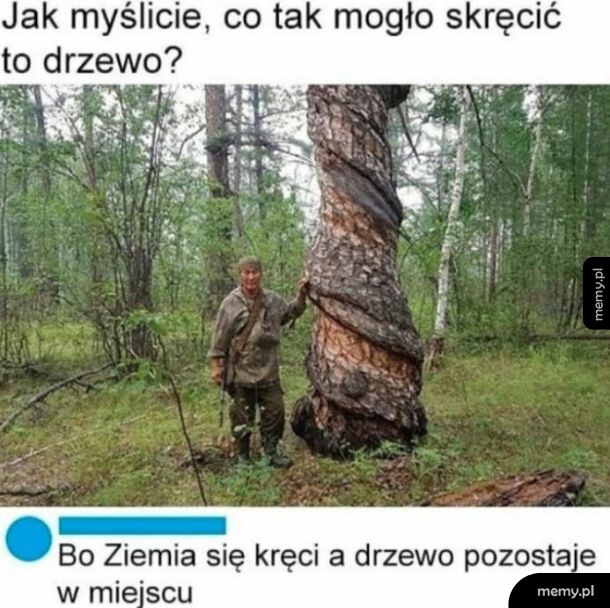 Skręcone drzewo