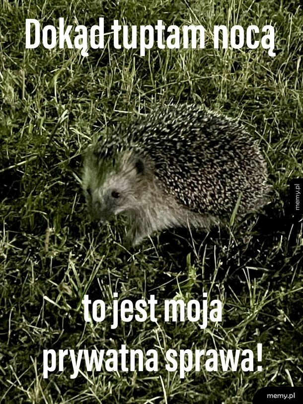 Dokąd nocą tupta jeż?