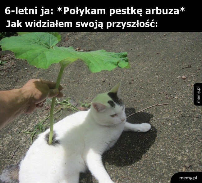 O nie, wyrośnie mi arbuz w brzuchu