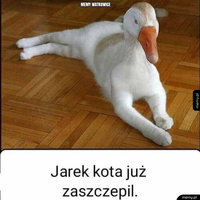 Memy Watkowice