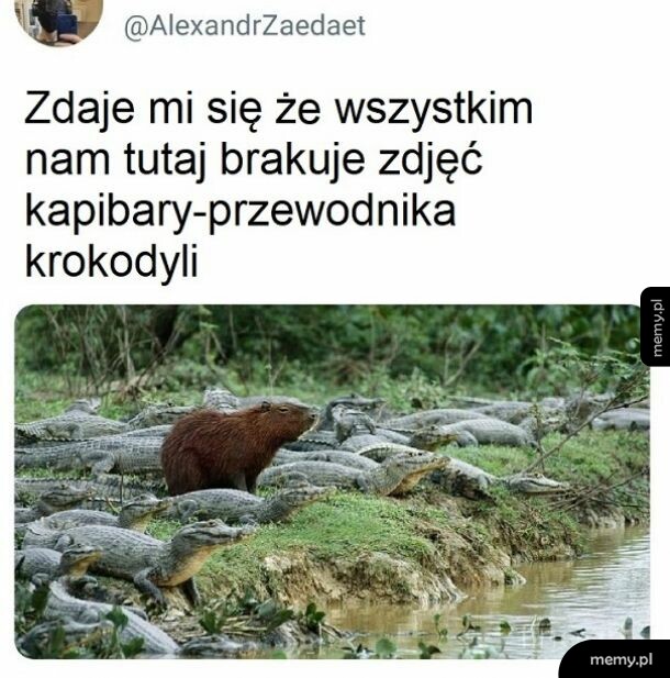 Kapibara przewodzi kajmanom albo czemuś podobnego