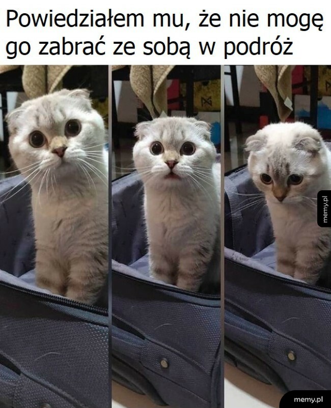 Smutny kotek