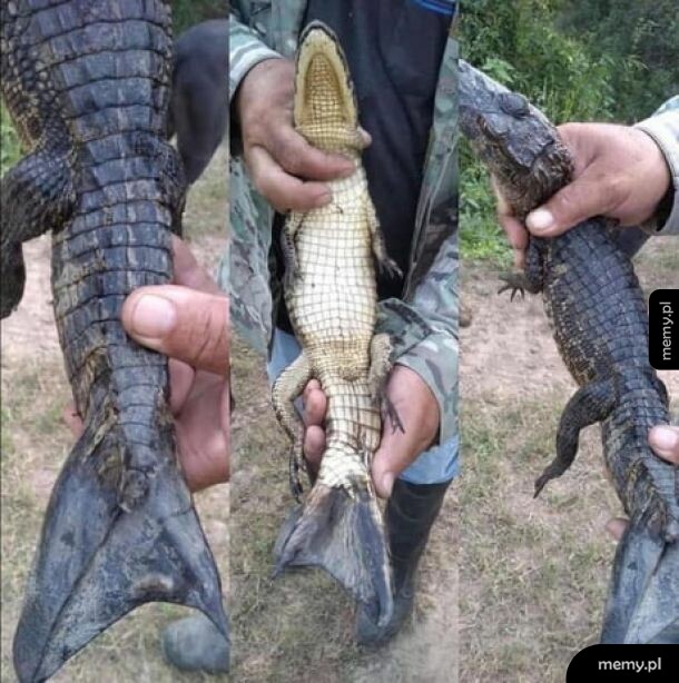 Ewolucja coś szykuje.