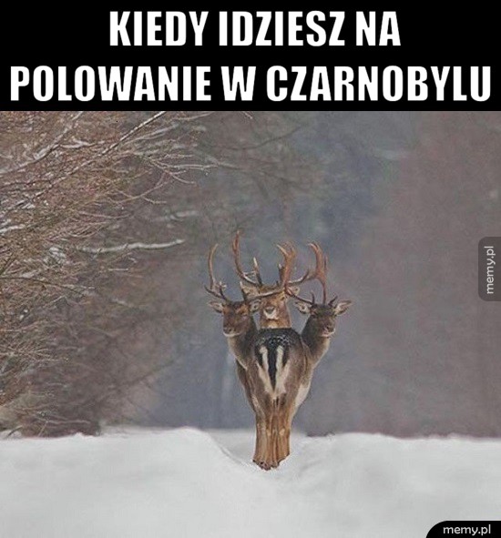 Polowanie w Czarnobylu