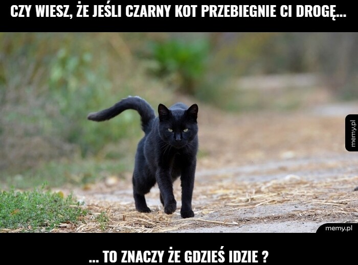 Czy wiesz, że jeśli czarny kot przebiegnie ci drogę... ... to znaczy że gdzieś idzie ?