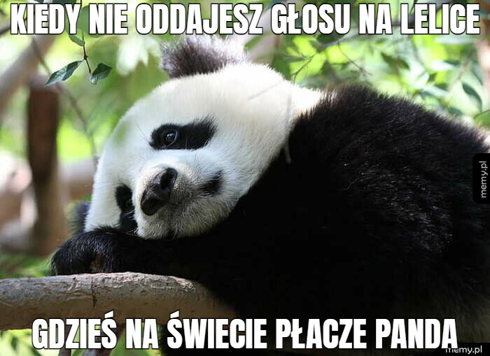 KIEDY NIE ODDAJESZ GŁOSU NA LELICE GDZIEŚ NA ŚWIECIE PŁACZE PANDA