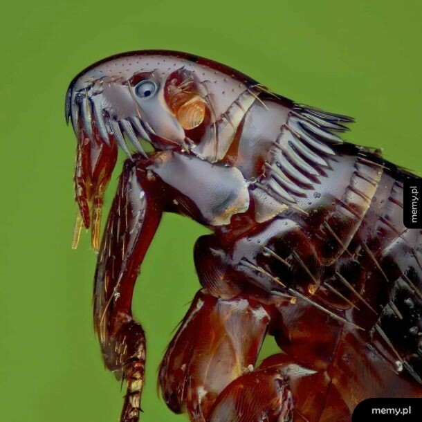 Pchła niczym predator