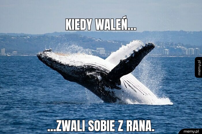 Kiedy waleń... ...zwali sobie z rana.