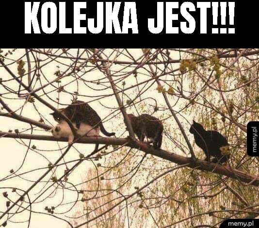 Kolejka jest!!!