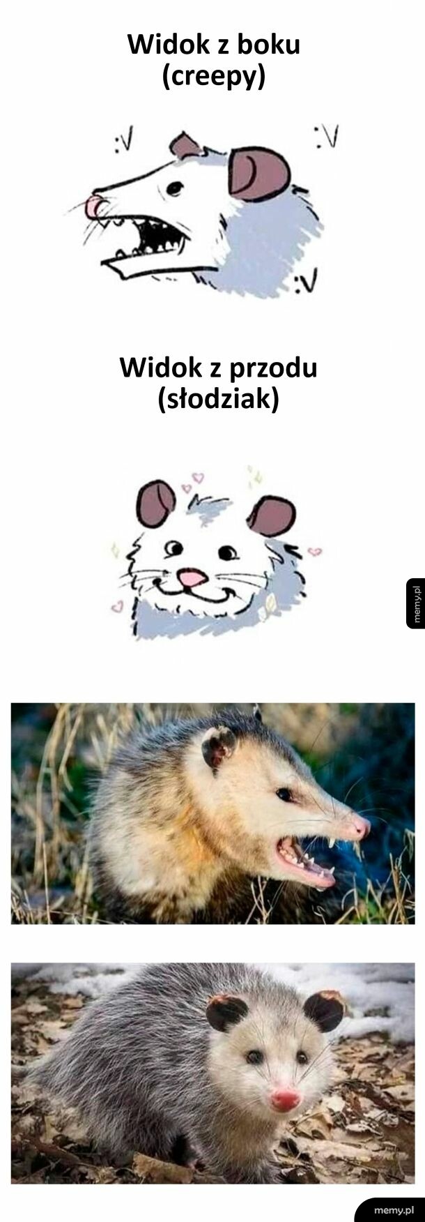 Jedna mordka dwa oblicza