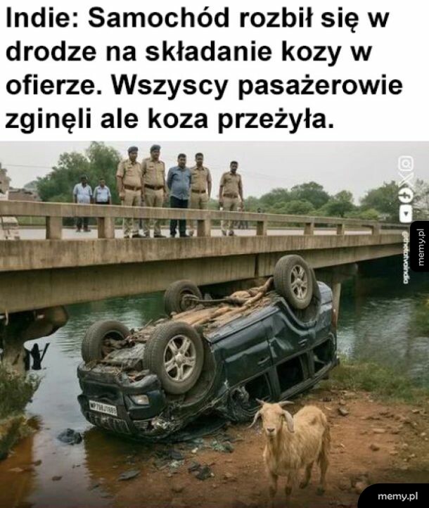 Rozbity samochód pod mostem, obok stoi żywa koza i policjanci