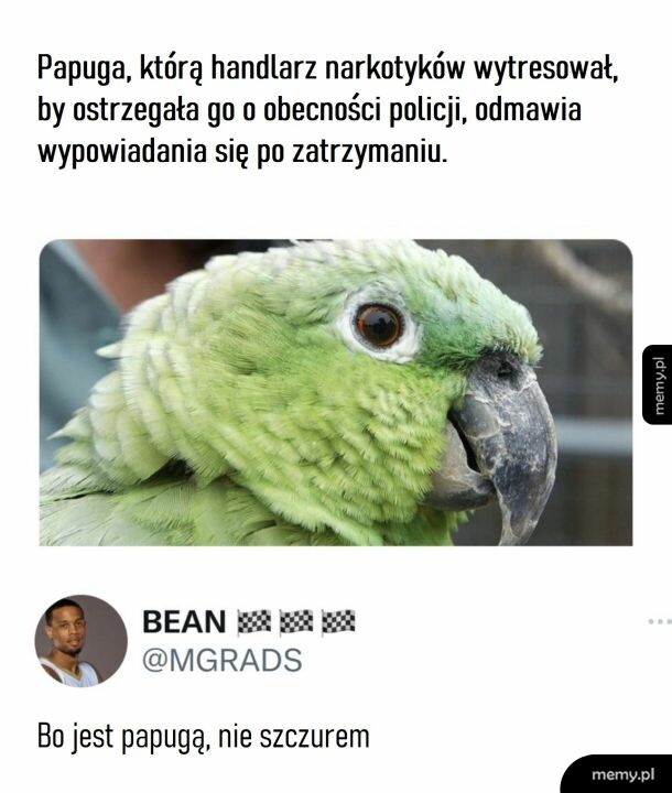Mem z zieloną papugą i wpisem na Twitterze o papudze przestępcy.