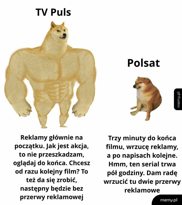 Mem porównujący TV Puls jako umięśnionego psa do Polsatu jako małego psa.