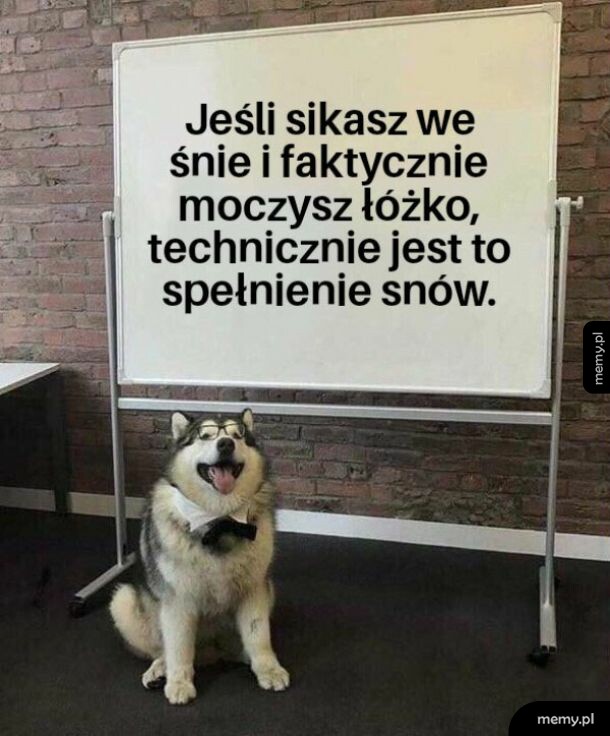 Pies w okularach i muszce siedzi przed tablicą z napisem.