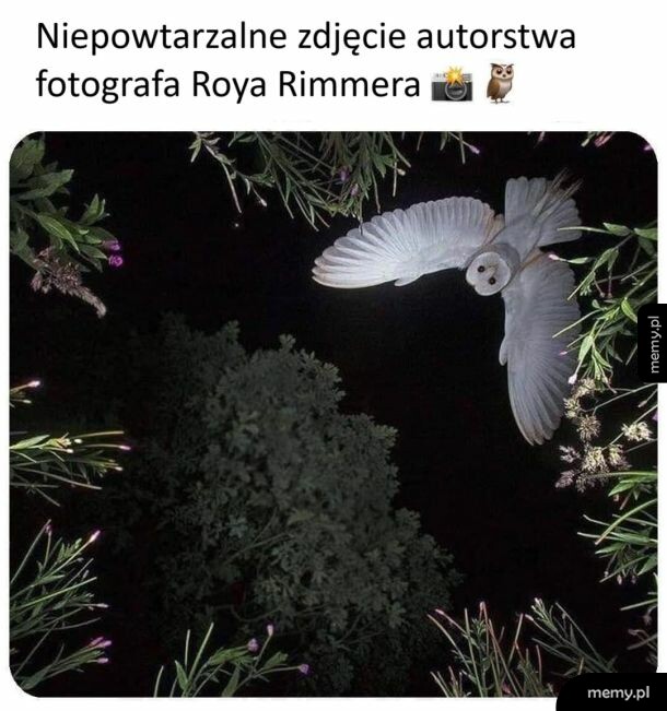 Sowa lecąca nocą w kadrze otoczonym gałęziami
