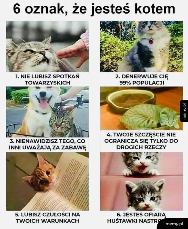 Mem z 6 obrazkami kotów ilustrującymi oznakty, że jesteś kotem.