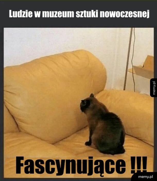 Kot siedzący na beżowej kanapie i wpatrujący się w oparcie z napisem Ludzie w muzeum sztuki nowoczesnej