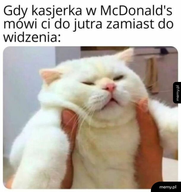 Biały kot z przymkniętymi oczami trzymany za policzki przez czyjeś ręce.