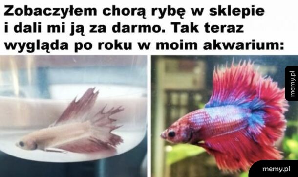 Porównanie chorej ryby bojownika w sklepie i po roku w zadbanym akwarium.