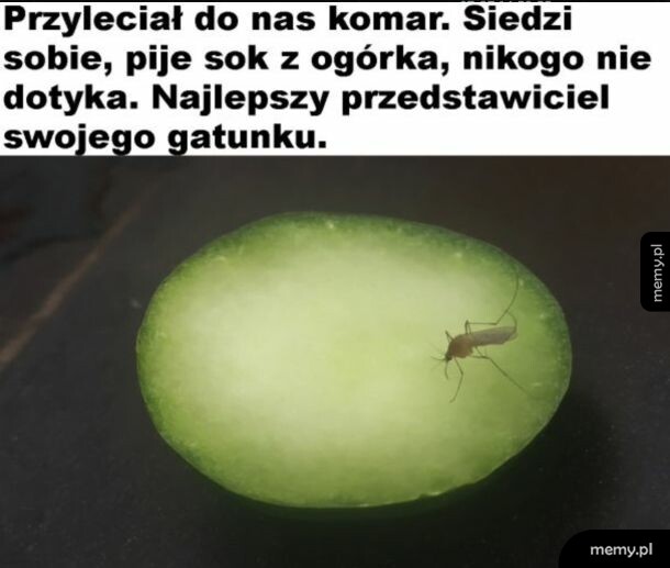 Komar siedzący na plasterku ogórka