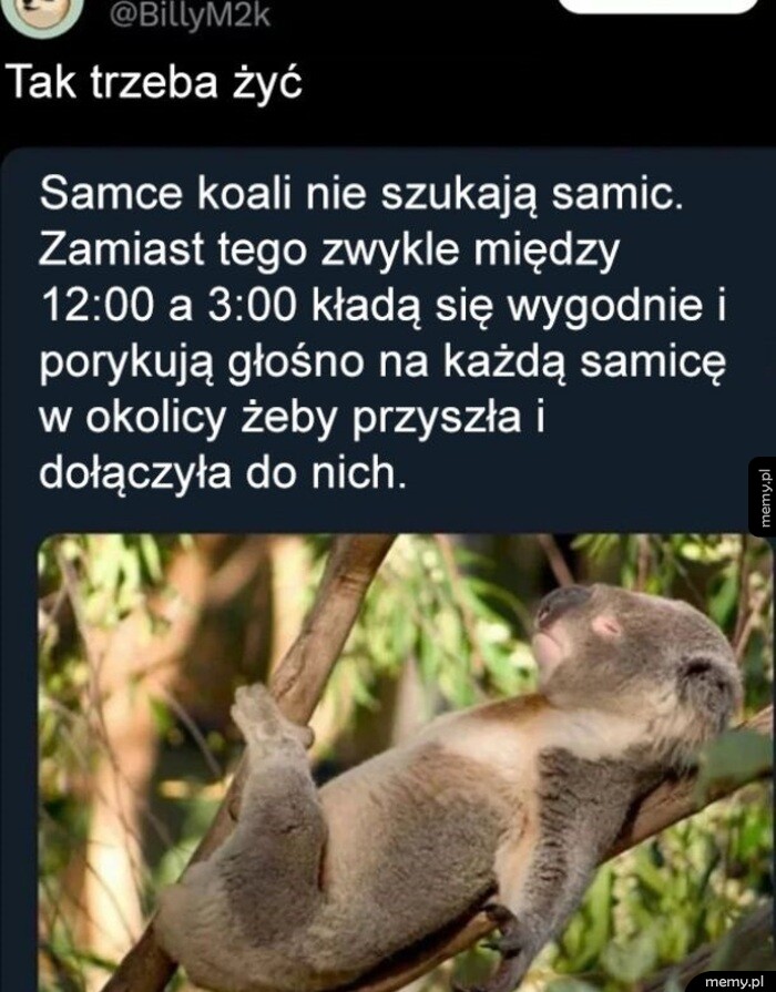Mem z koalą śpiącą na gałęzi i podpisem o stylu życia samców koali