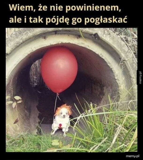 Mały pies przebrany za klauna z czerwonym balonem w betonowym przepuście.