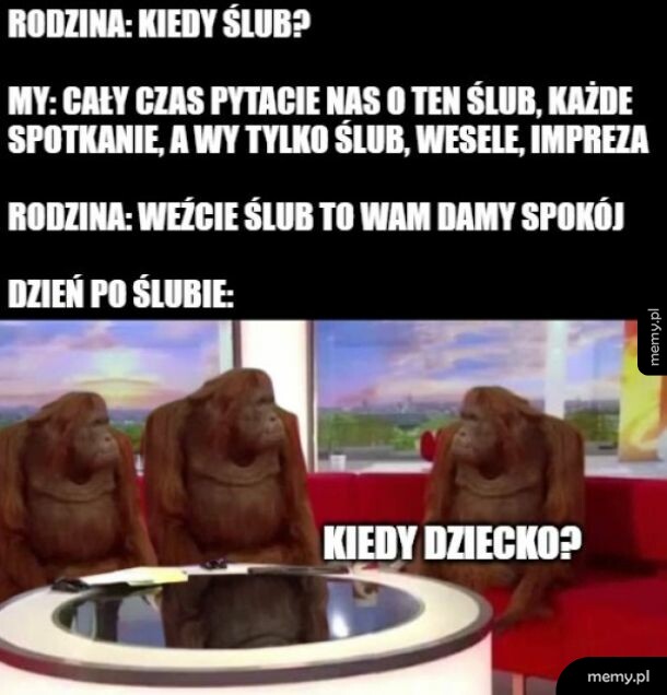 Mem z orangutanami w studio telewizyjnym i napisem o pytaniach rodziny o ślub i dzieci.