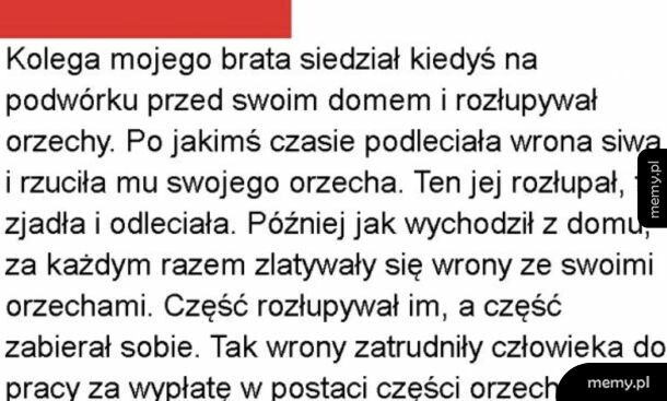 Tekst na białym tle o człowieku rozłupującym orzechy dla wron.