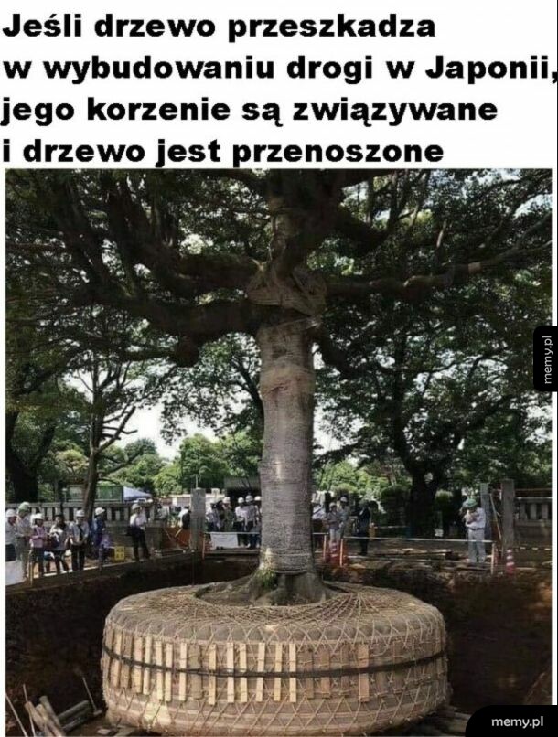Drzewo z zabezpieczonymi korzeniami przygotowane do przeniesienia w Japonii
