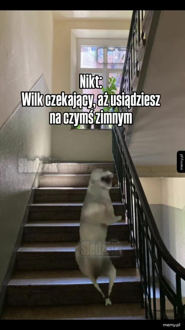 Rozmyta postać wilka stojącego na klatce schodowej.