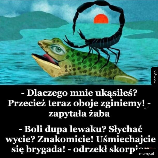 Żaba i skorpion w wodzie oraz tekst mema politycznego.