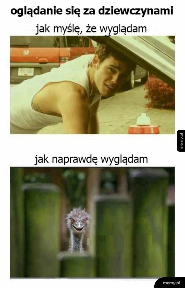 Mężczyzna w samochodzie i zabawnie wyglądający struś wyglądający zza słupków.