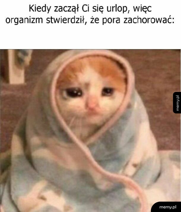 Smutny kot zawinięty w koc.